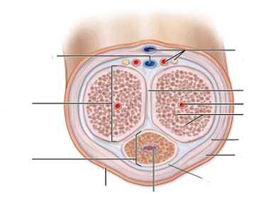penile ligaments