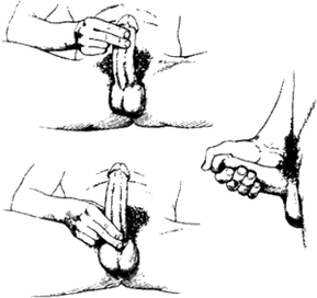 masturbation and massage for penis enlargement